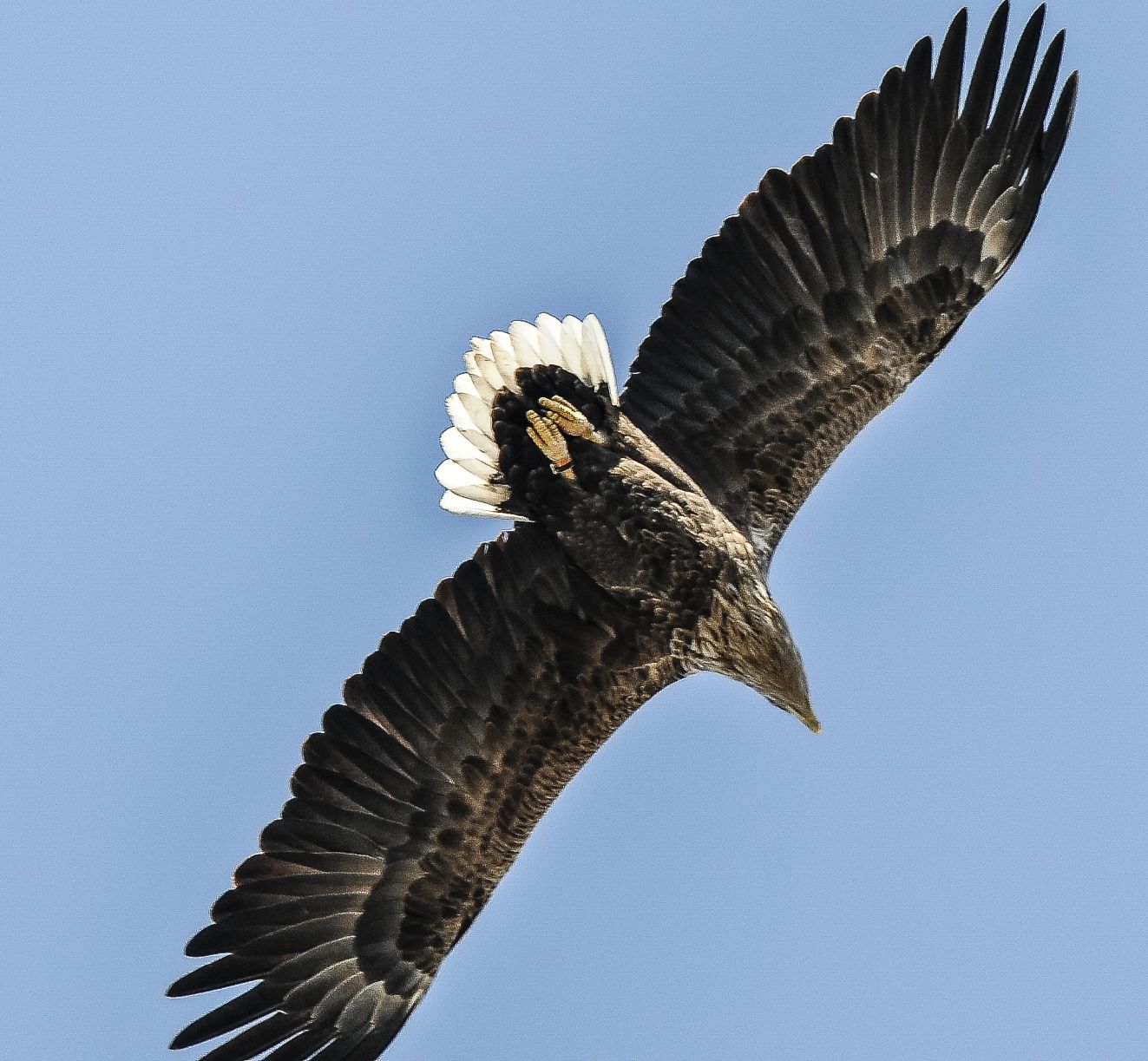 291025havhanfarveringhovednedet