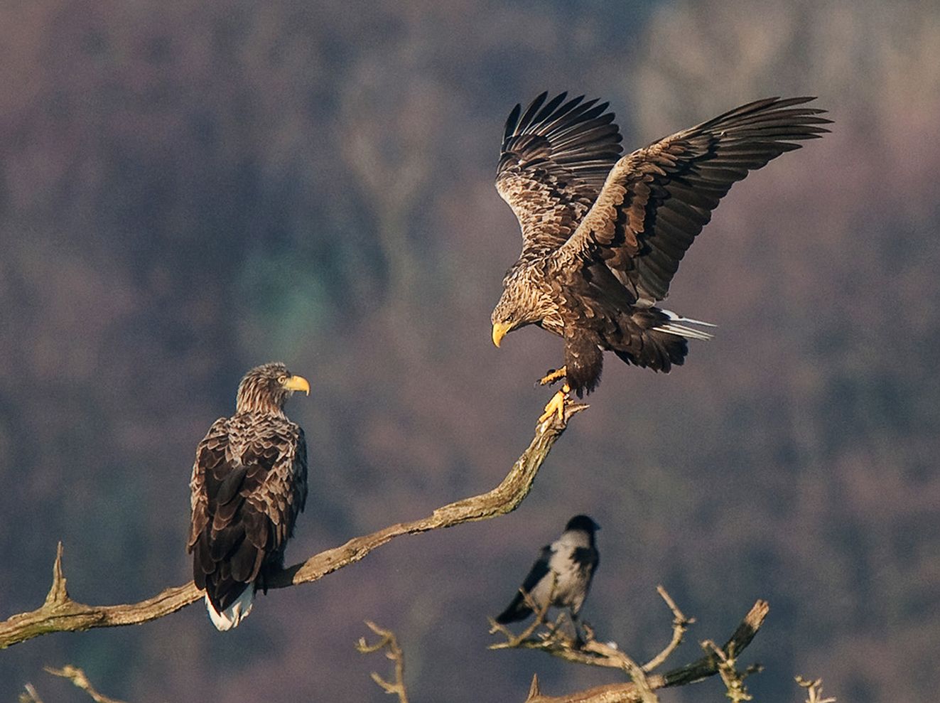 291025havhanlanderet