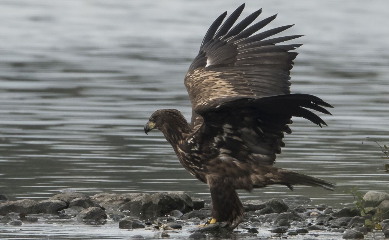 291025havudbredtvingeet