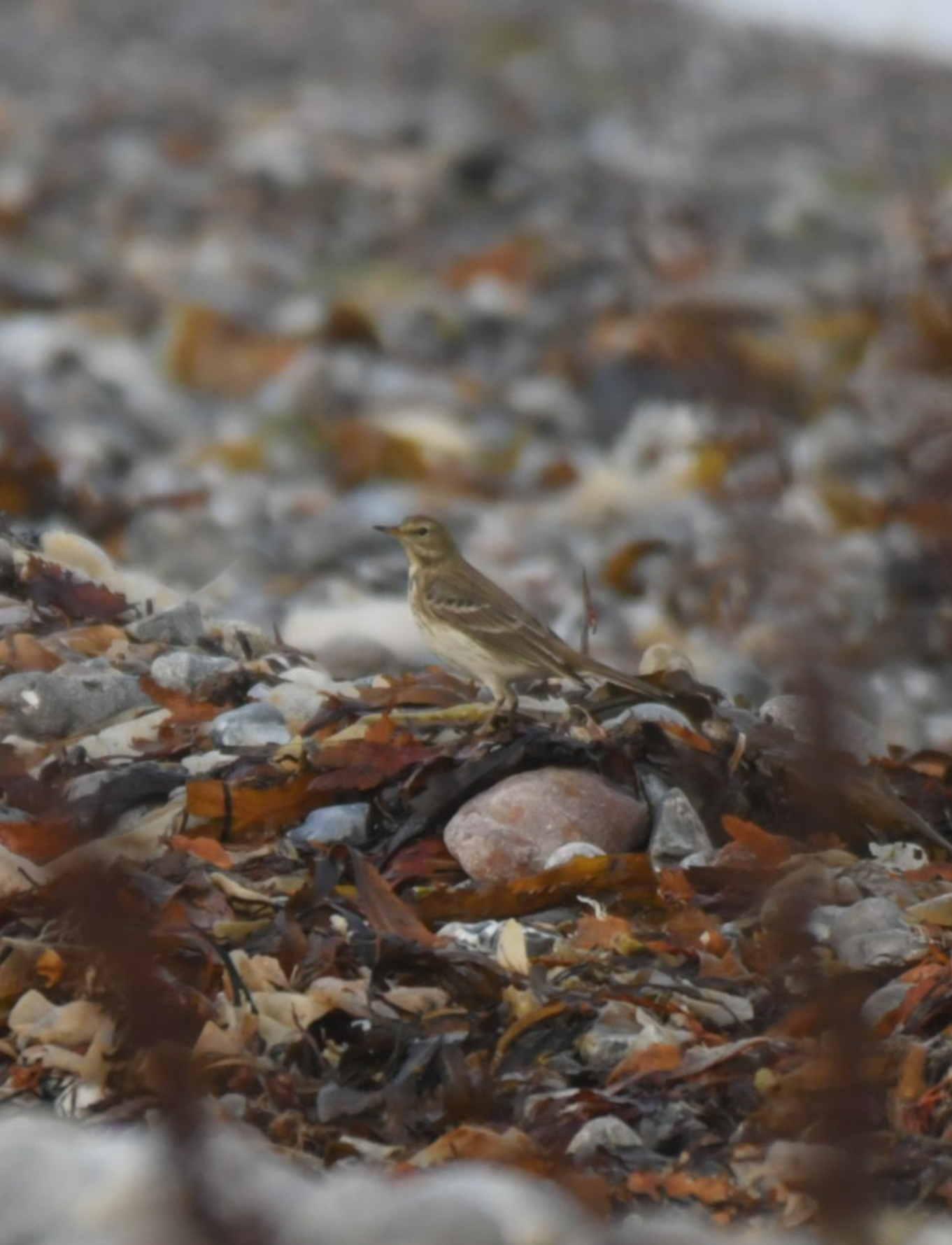 271025 Sidepanel Bjergpiber