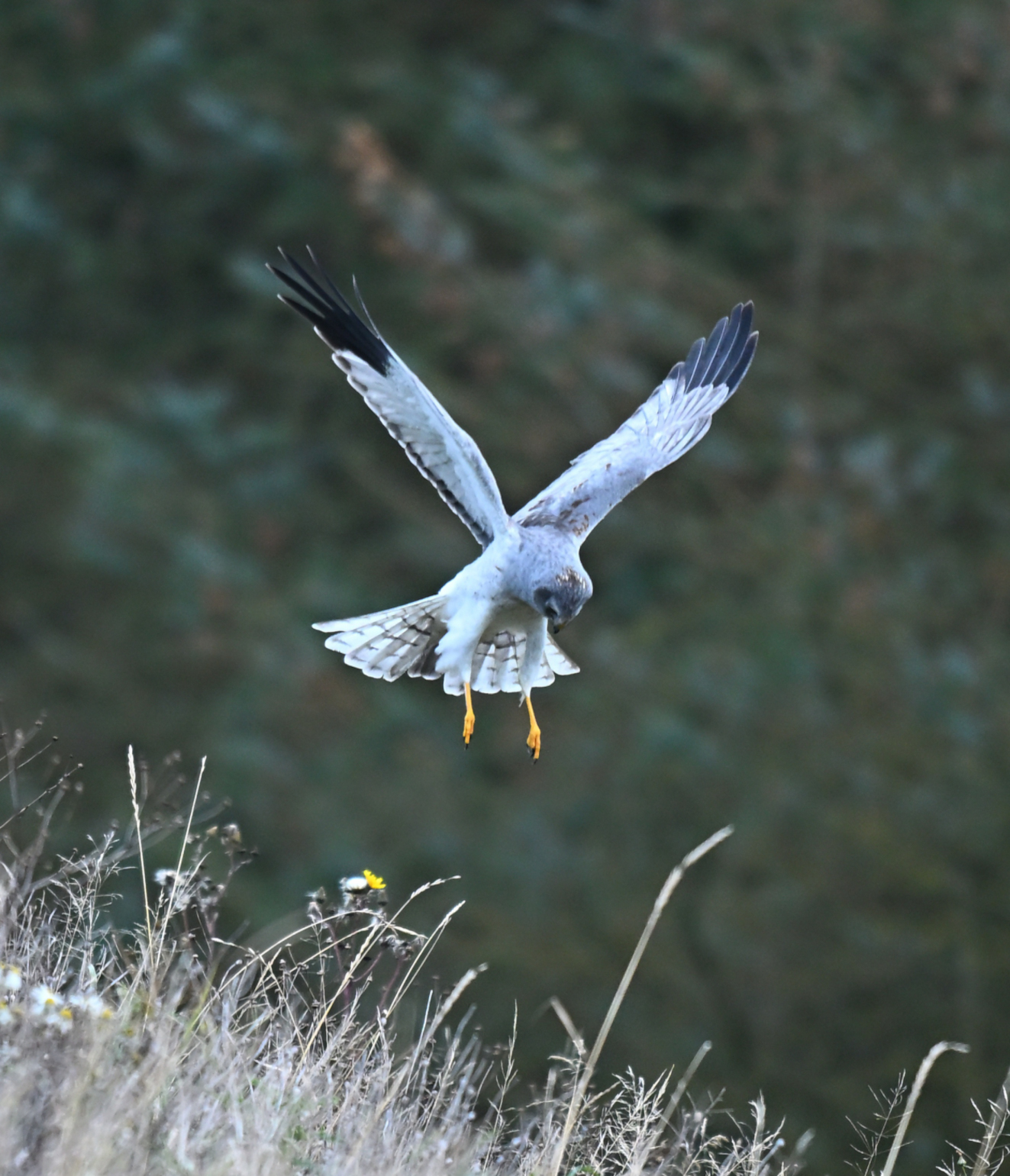 271025 Sidepanel Bl Krhg