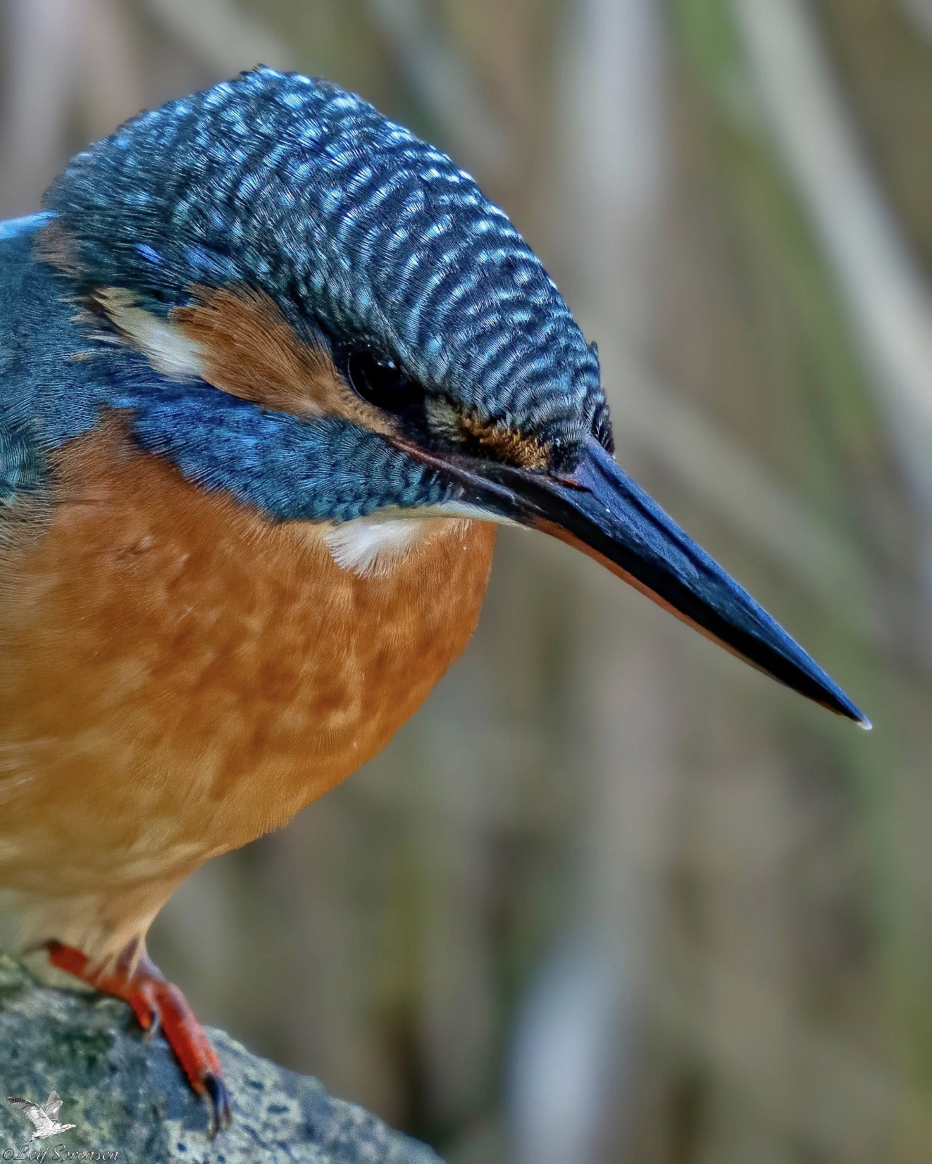 271025 Sidepanel Isfugl