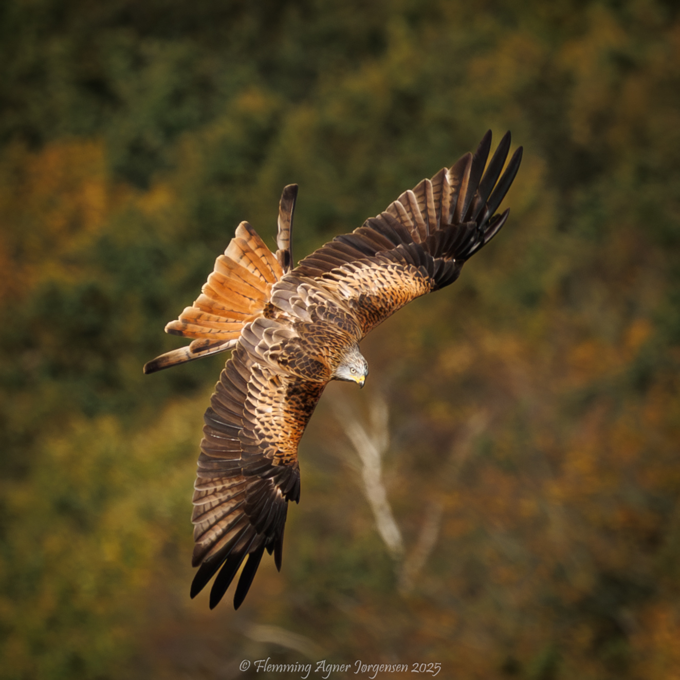 271025 Sidepanel Rd Glente