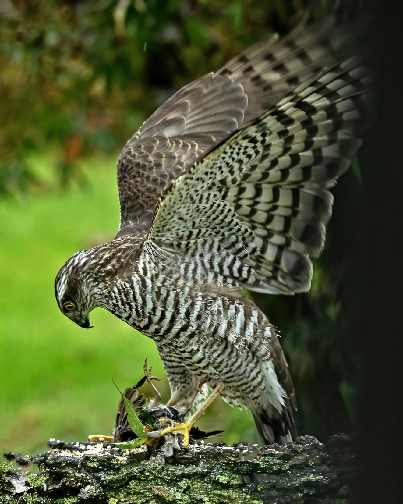 271025 Sidepanel Sdr Hjrup