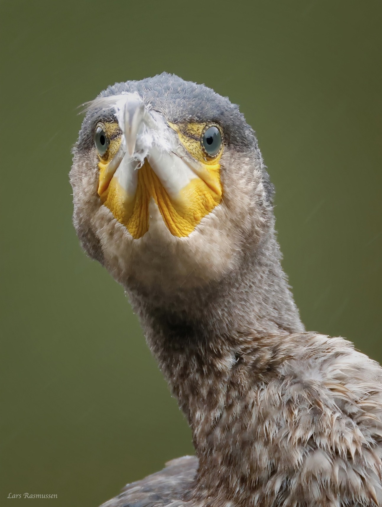 271025 Sidepanel Skarv