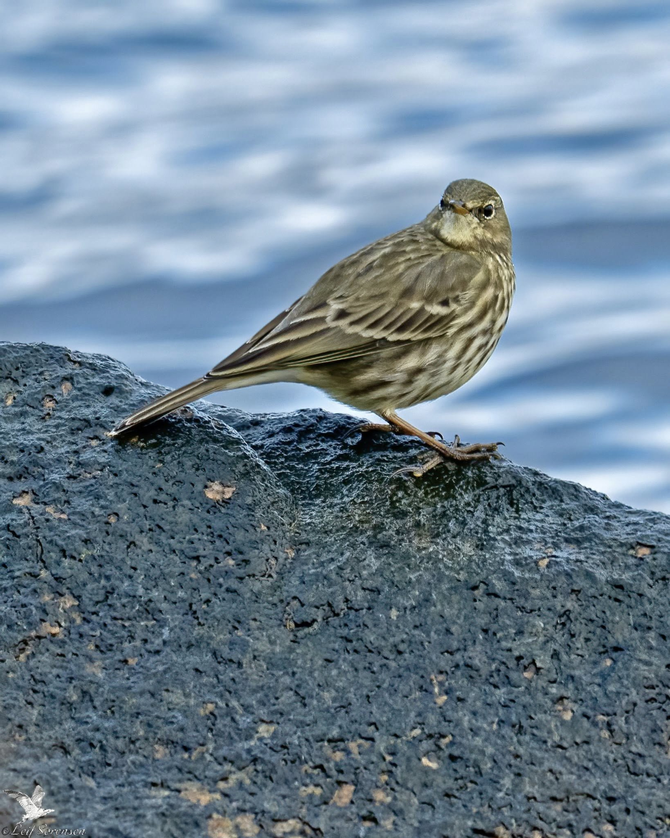 271025 Sidepanel Skrpiber