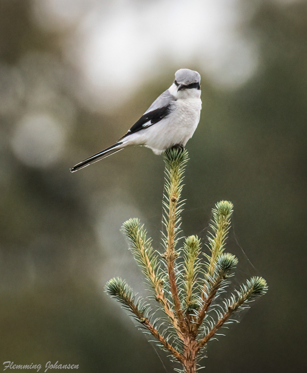 271025 Sidepanel Stor Tornskade