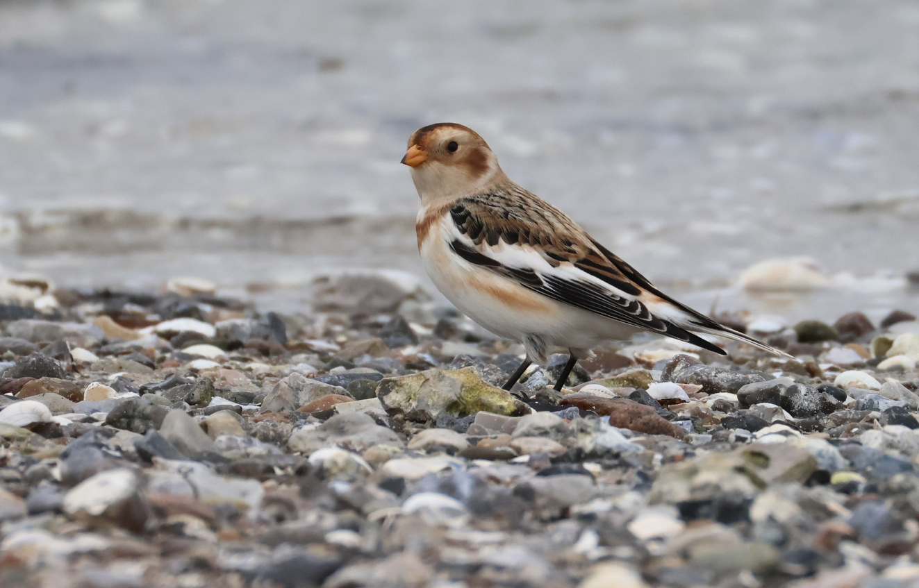 271025 Snespurv Flyvesandet