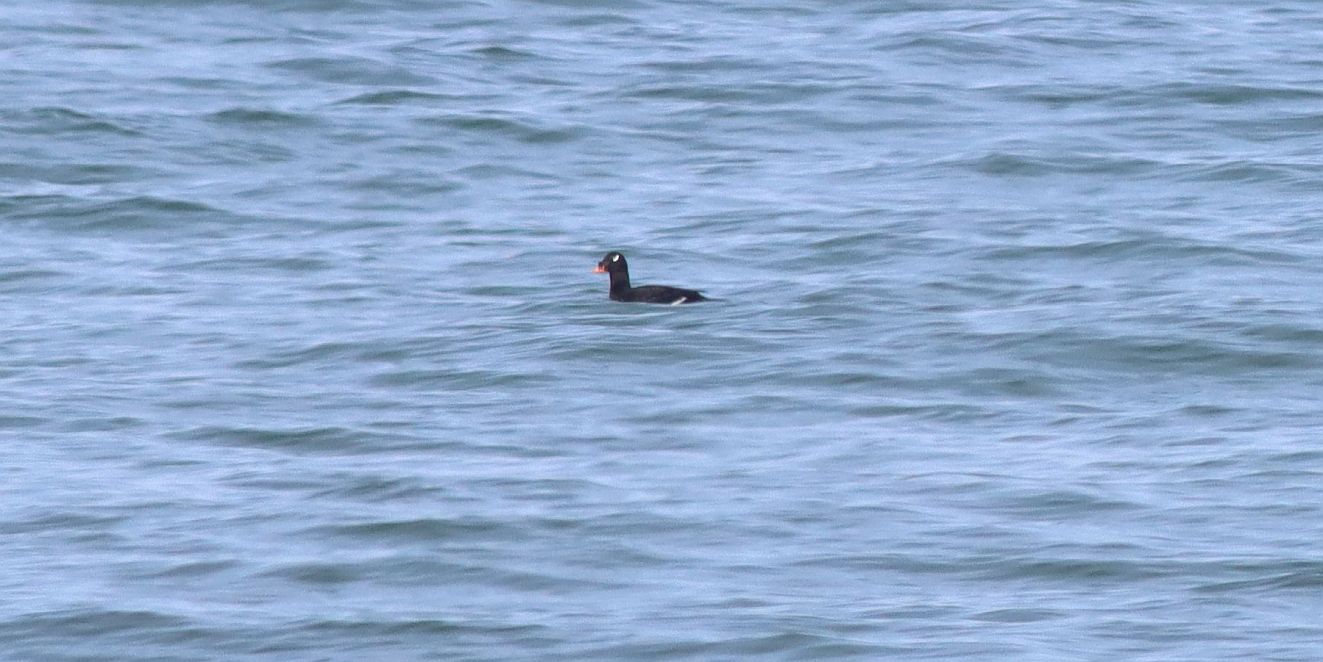 061025asiatiskfløjlsg