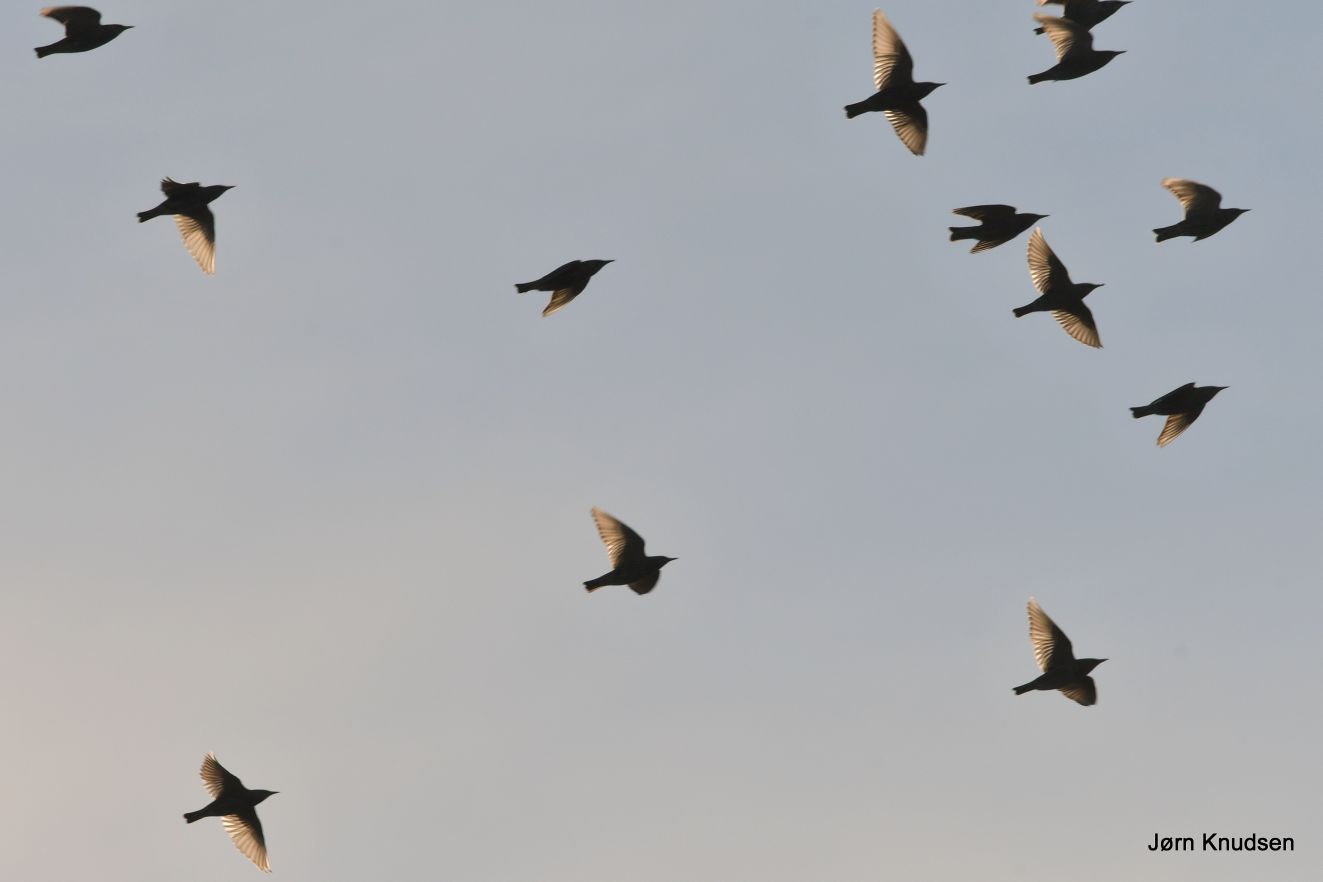071025stærjkn
