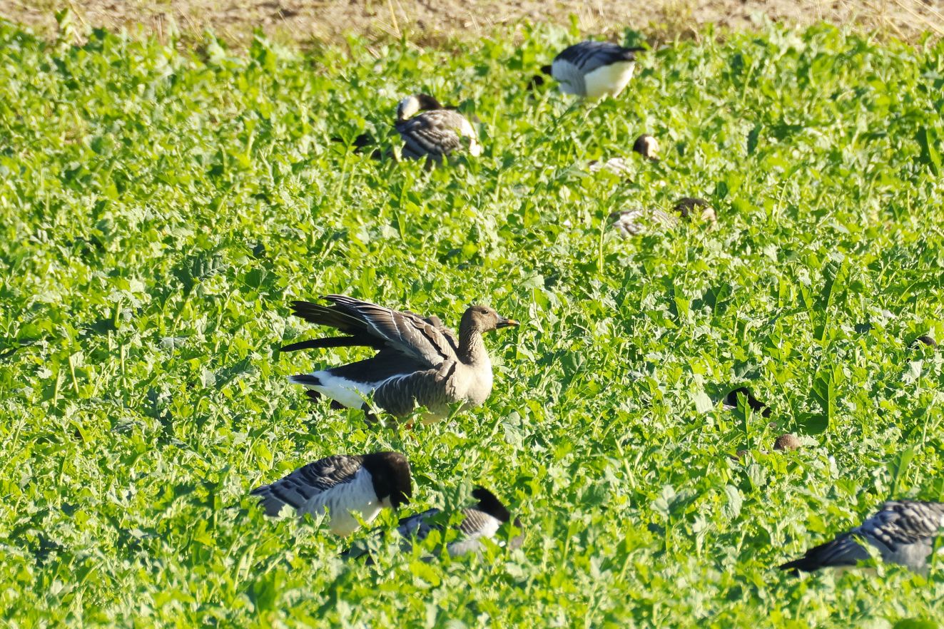 071025tundrasøngulstavach