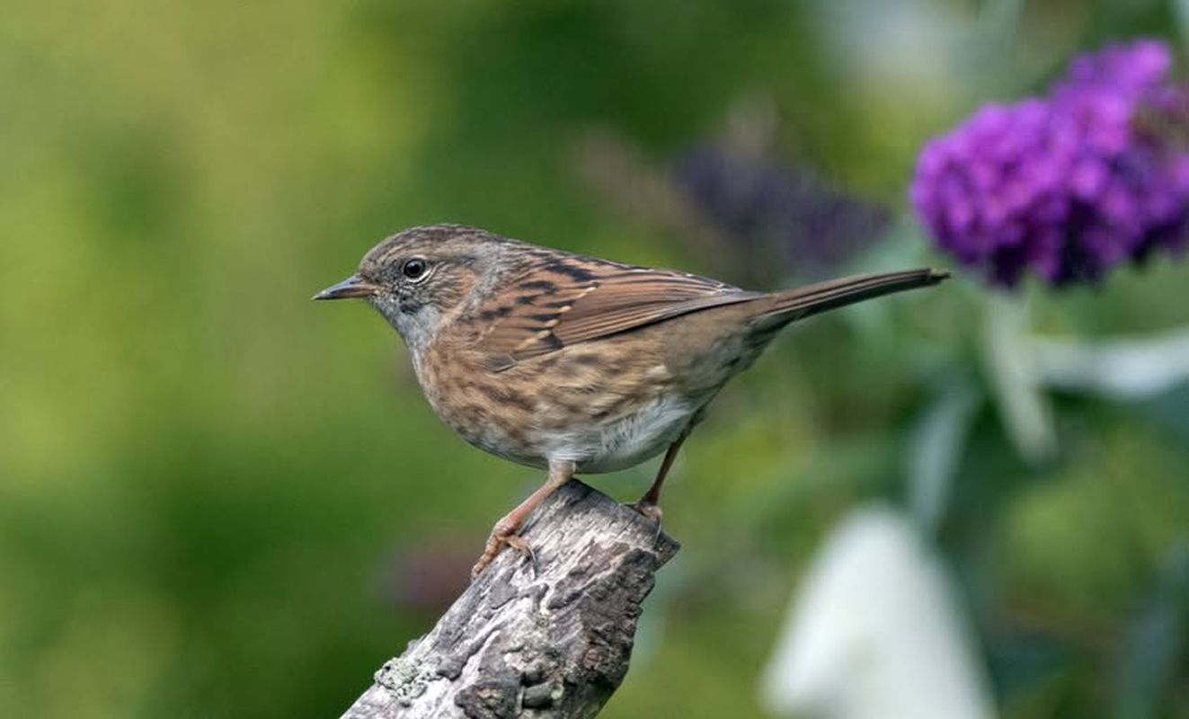101025jernallanøstergaard