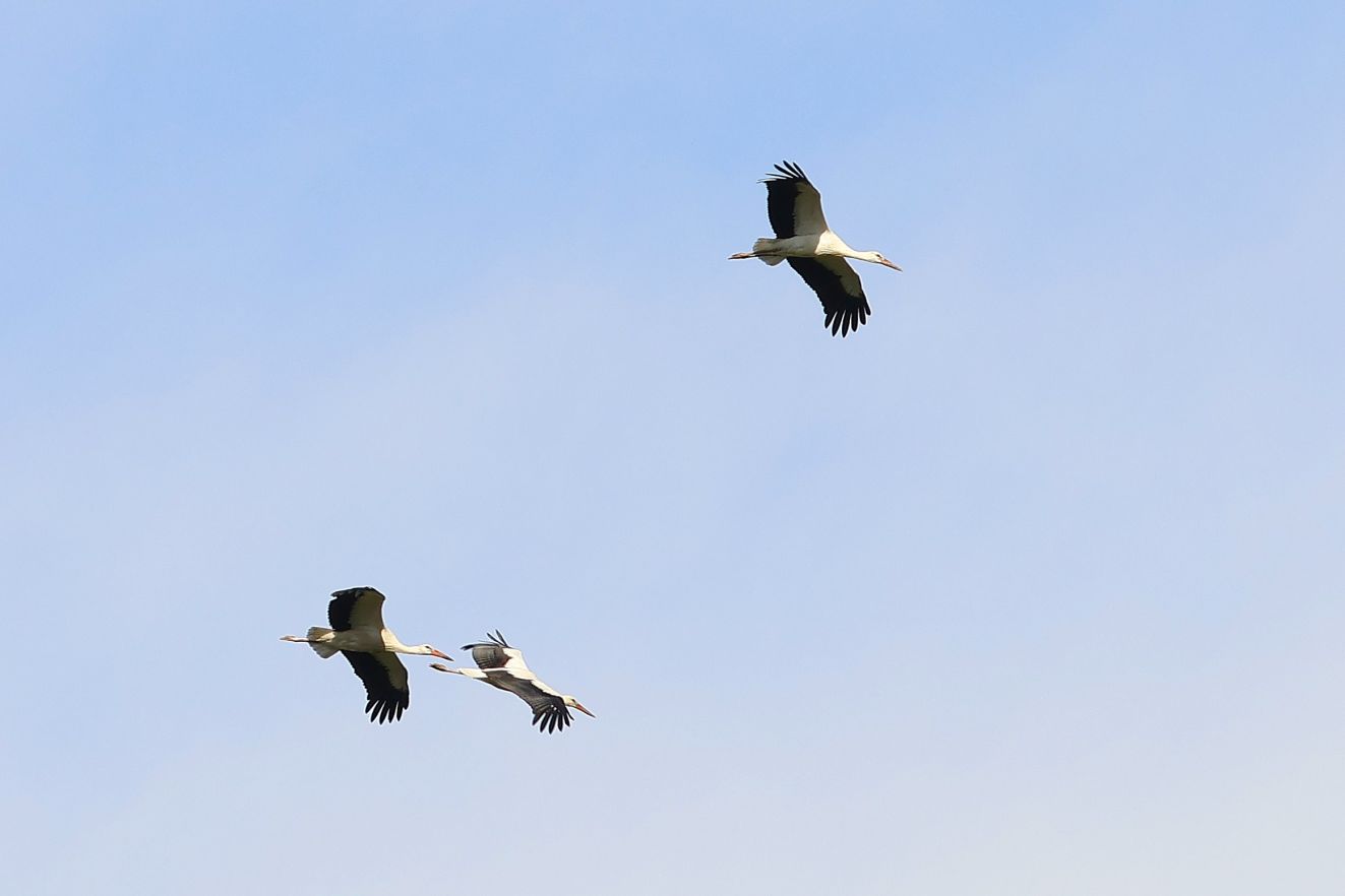 230925hvidnordenbro0109kko
