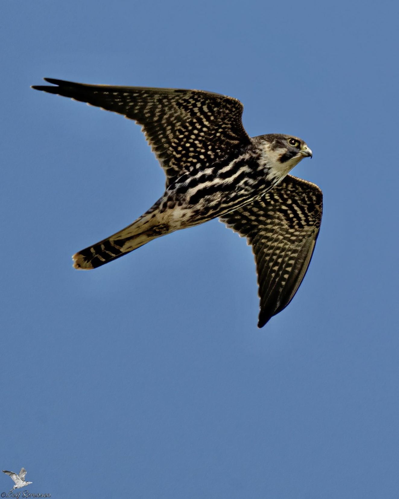 240925lærkesøgårdlørls
