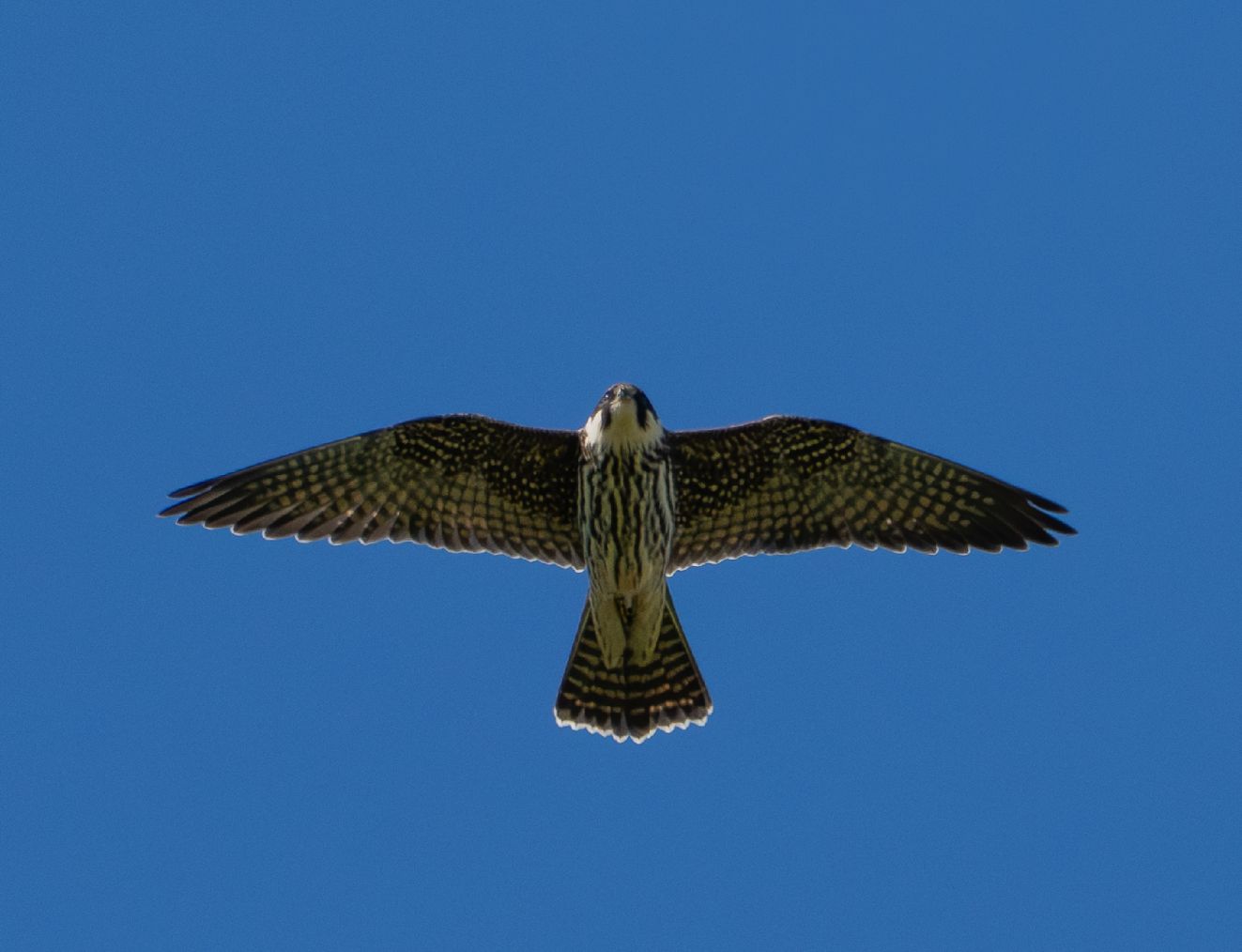 240925lørkesøbymonlk