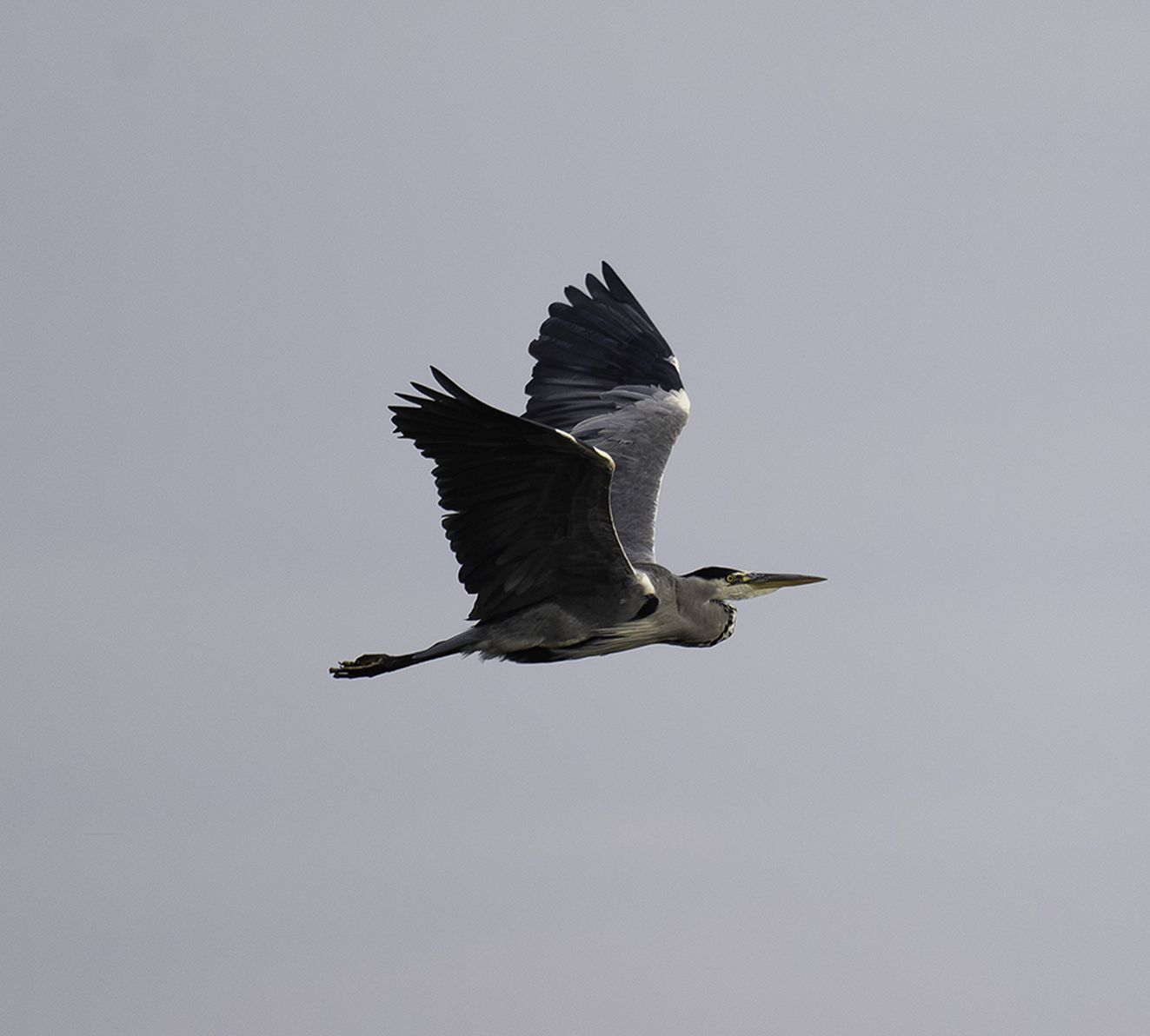 300925fiskjeh