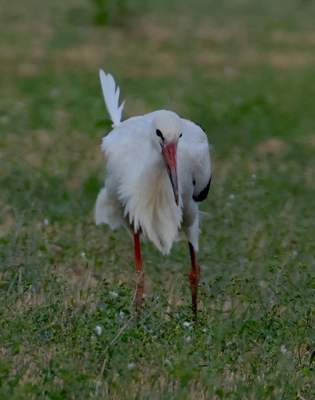 14 09 2025 Sidepanel Hvid Stork Vejlen PVR