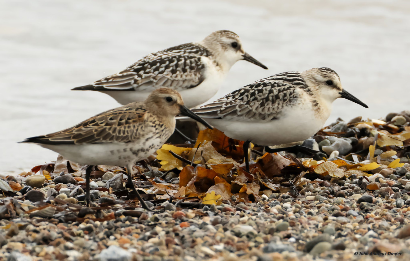 140925 Sandlbere og Alm Ryle Flyvesandet John Andreas Omer