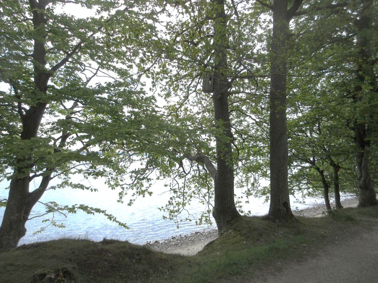 140925skovnan