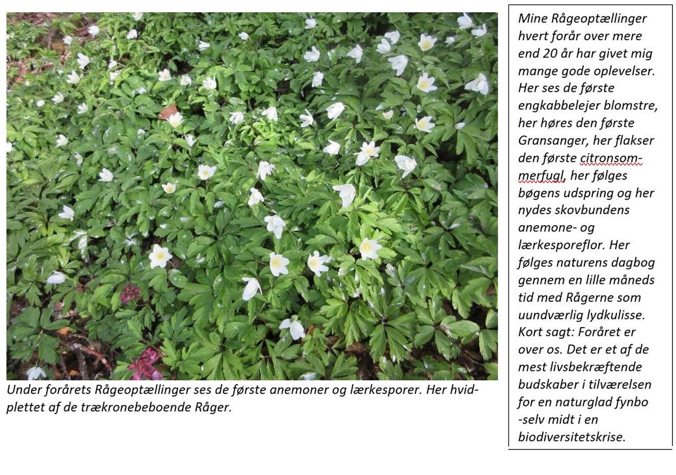 040925råge6nan