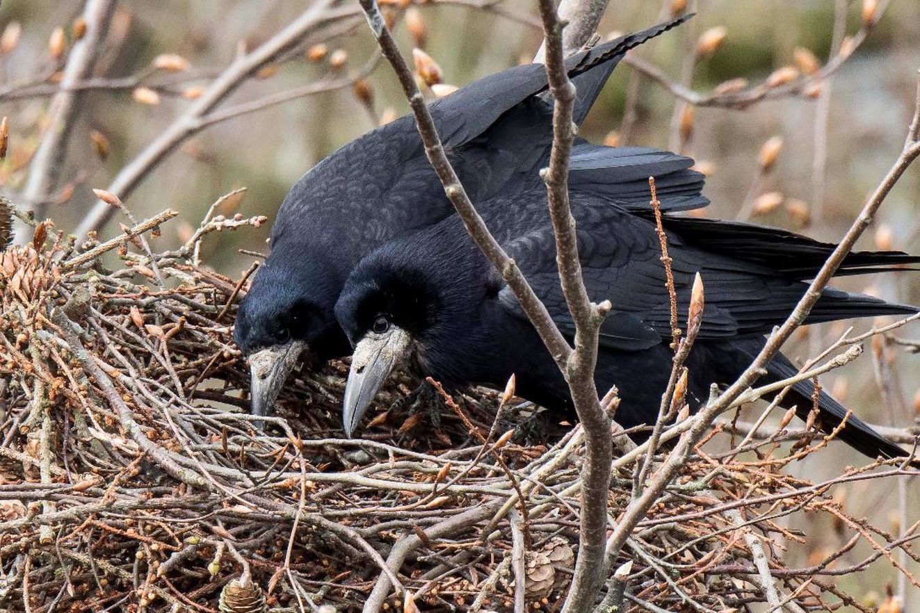 040925torågeret