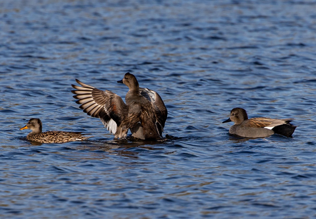 gadwall 6172457 1280