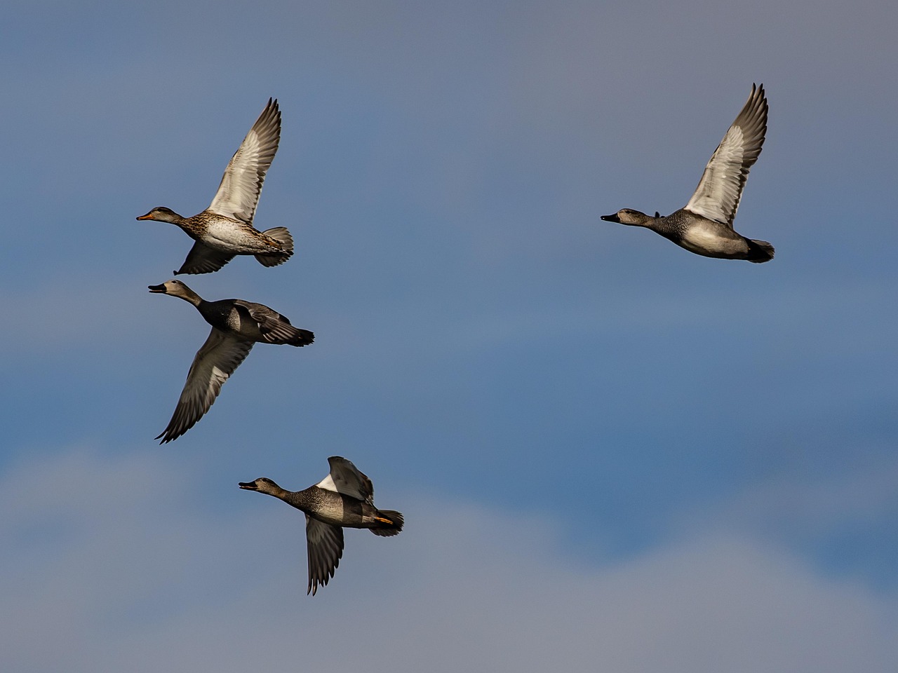 gadwall duck 6166634 1280