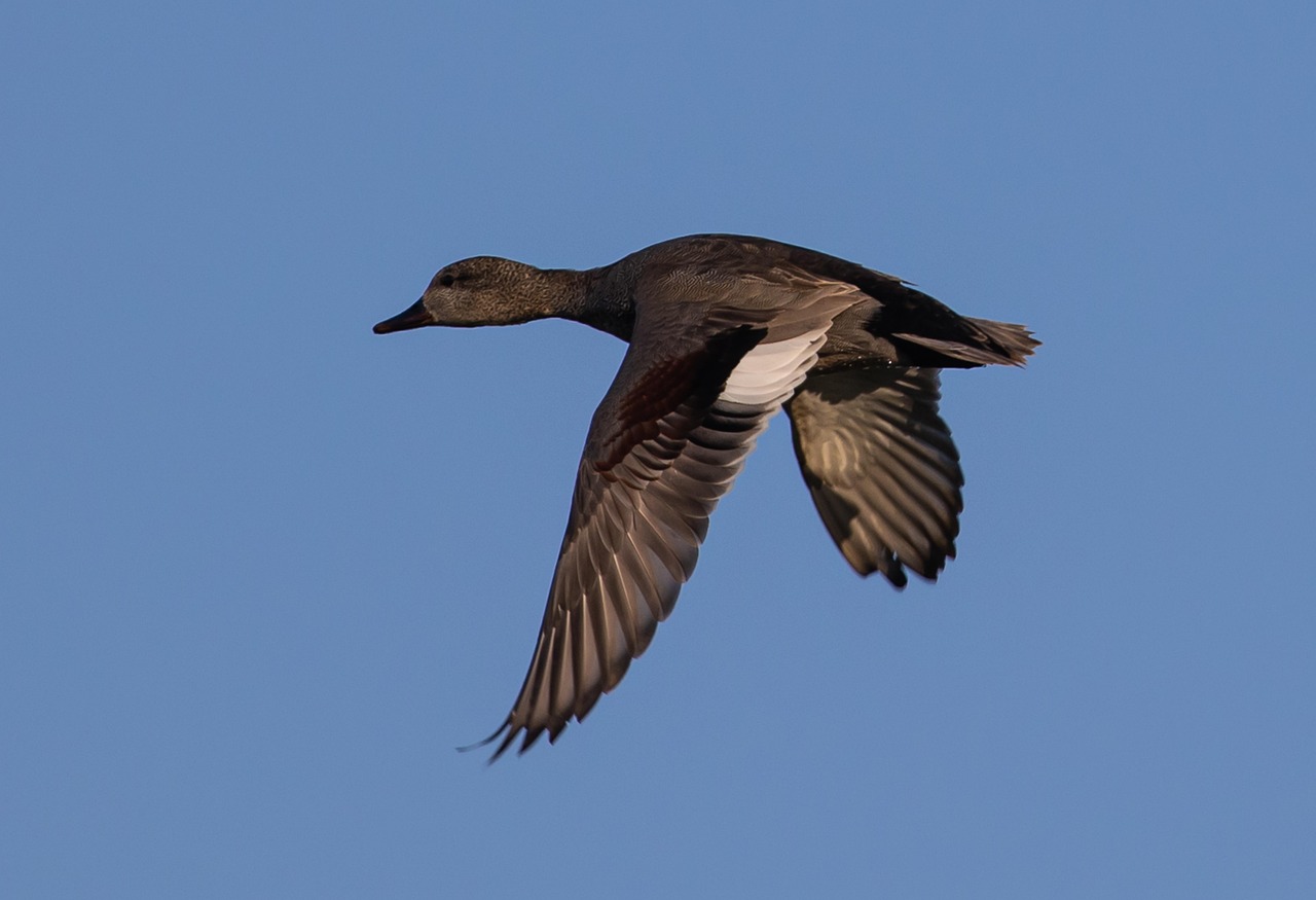 gadwall duck 6172461 1280