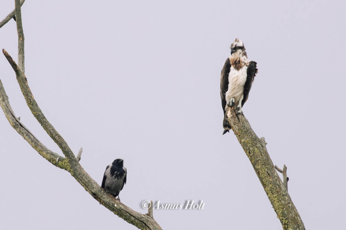 210926 Fiskern Fns Vang Asmus Holt