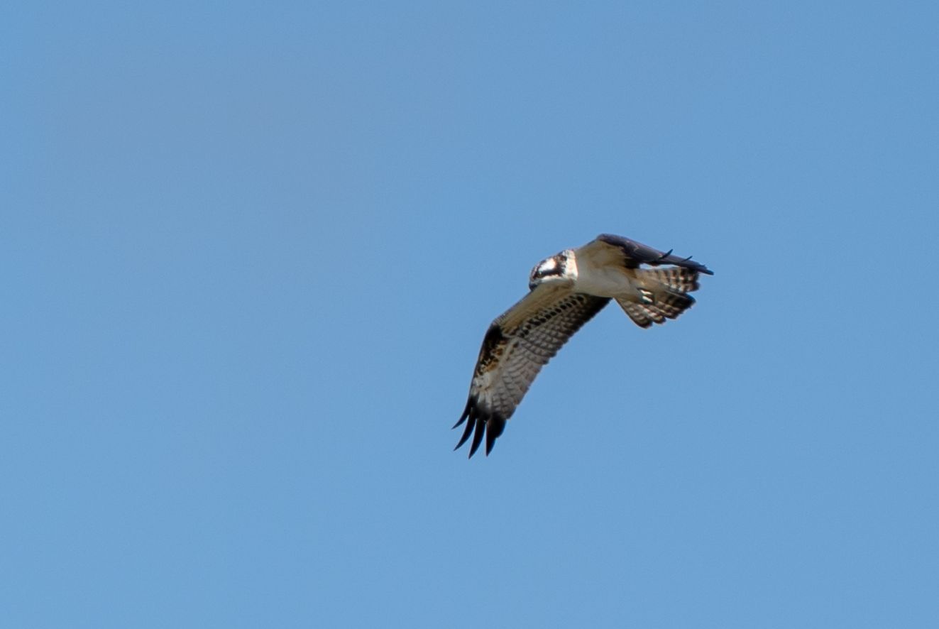 040926fiskvitsøbjø