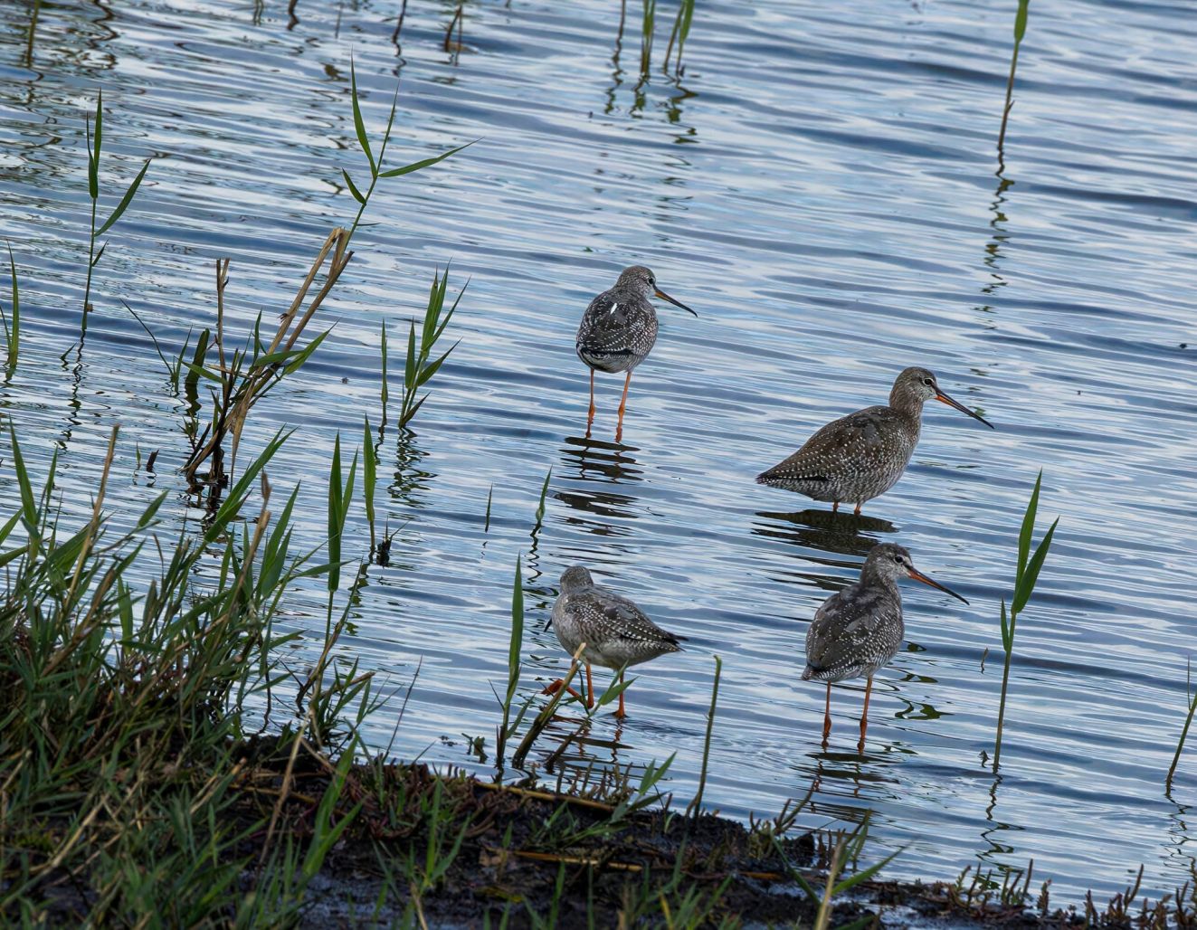 040926sortklirebøjdlørfinnwraae