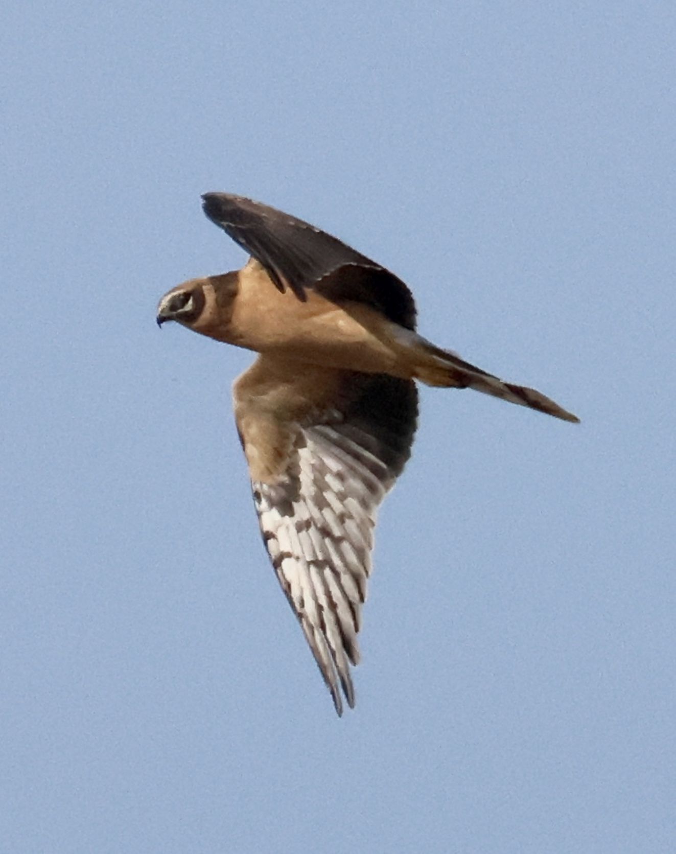 040926steppehellemanpvr