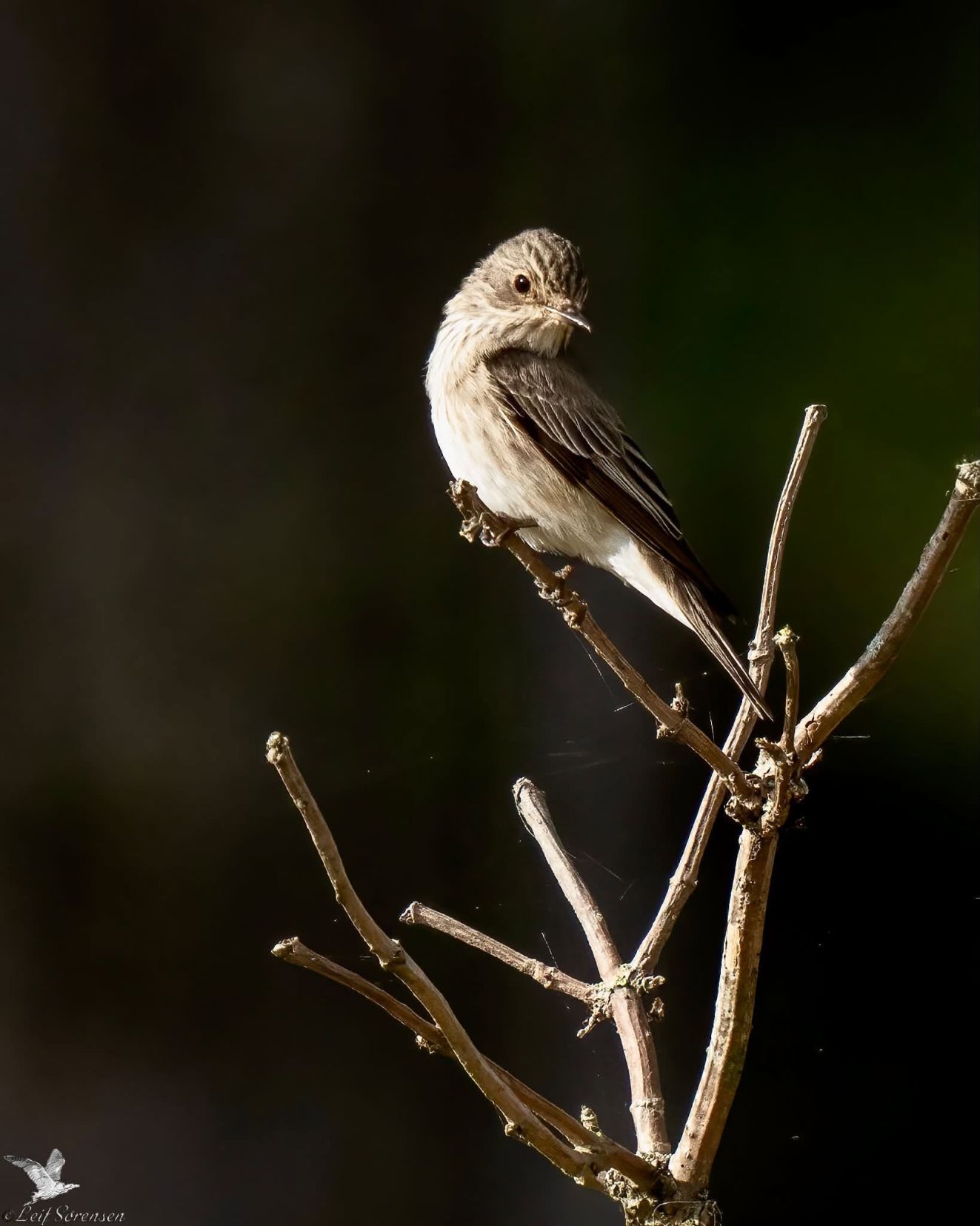310826gråls