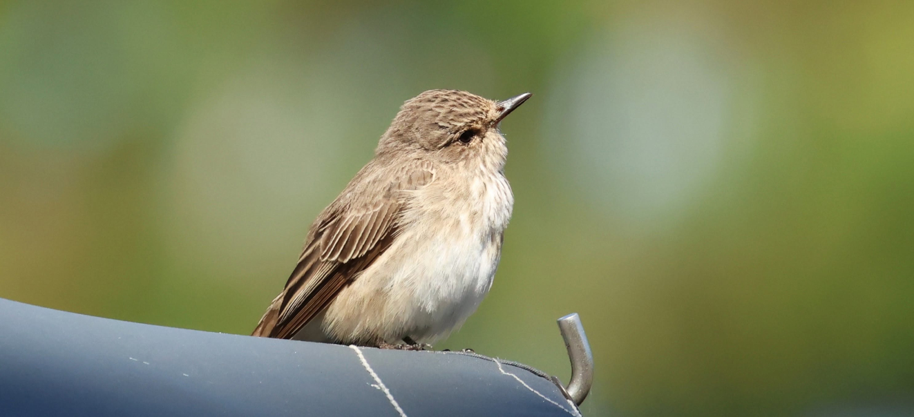 240826 Gr Fluesnapper Flyvesandet Susanne Rasmussen