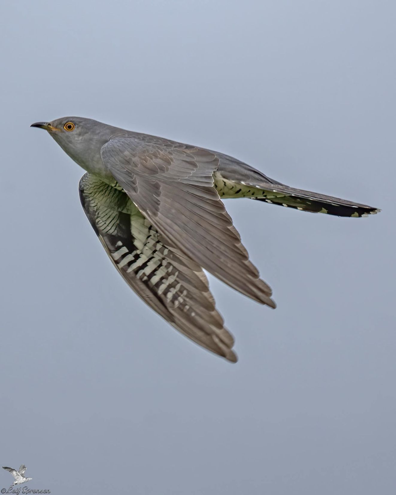 010626gøgls