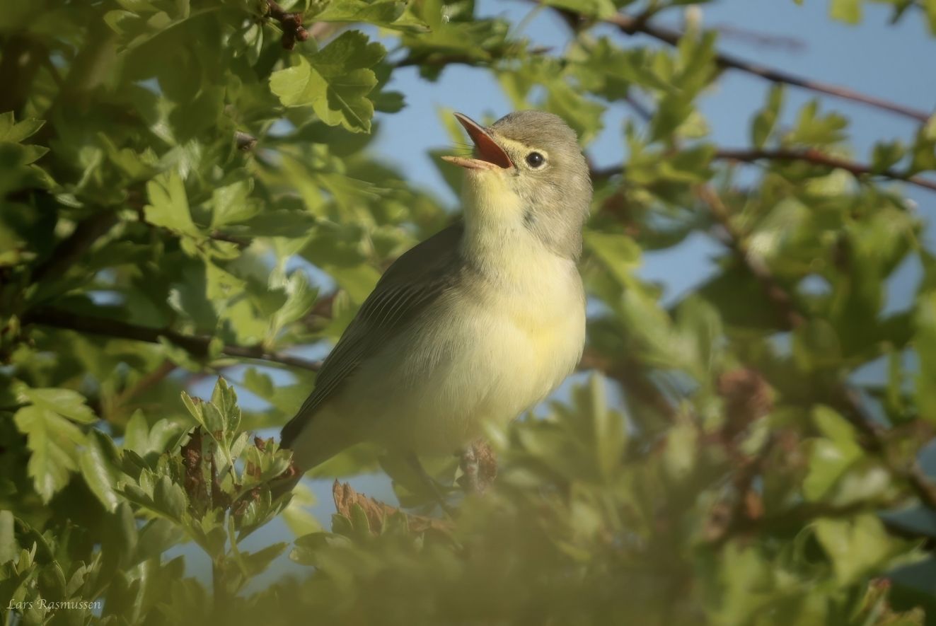 030625gullr
