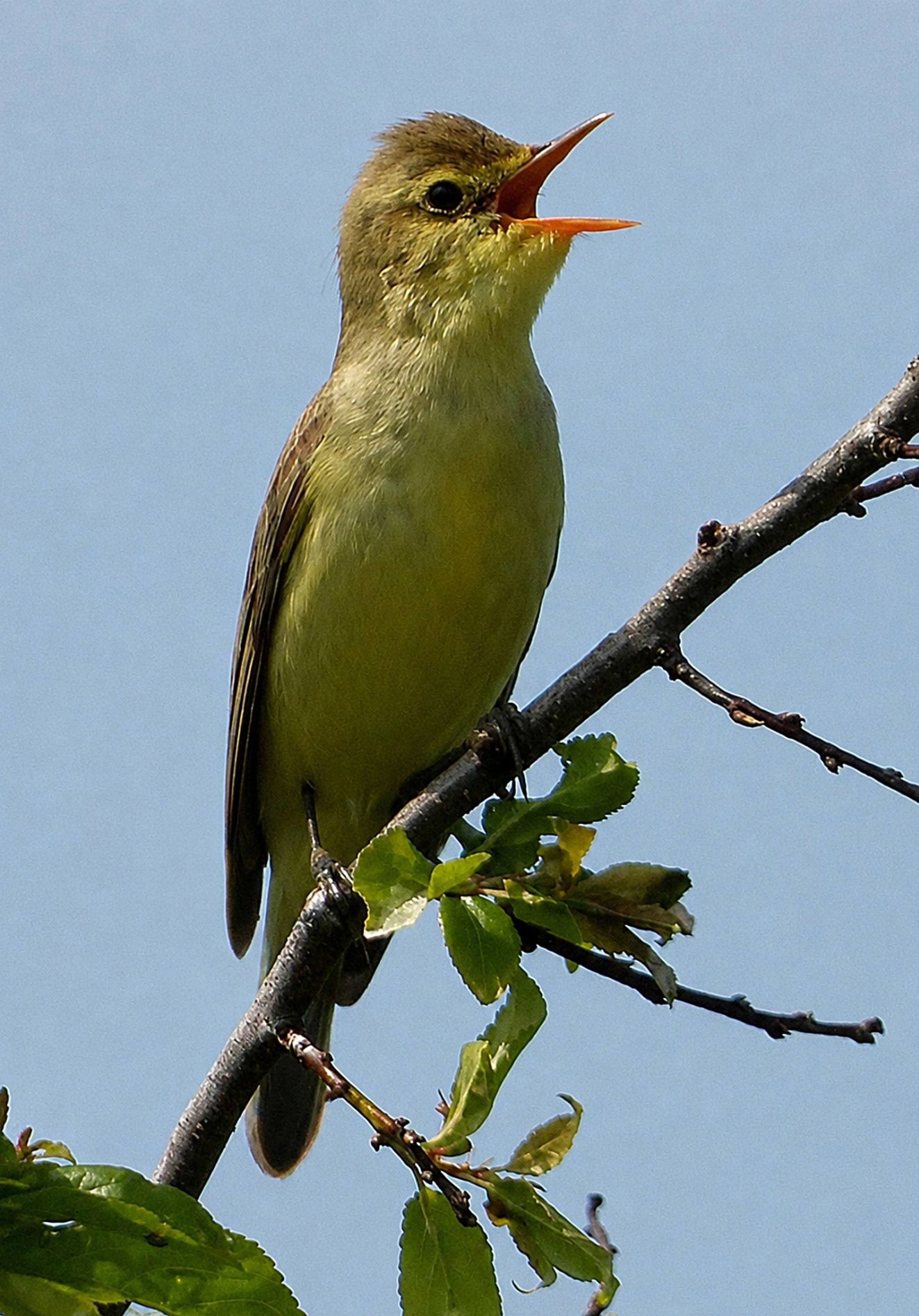 030626gulsfa