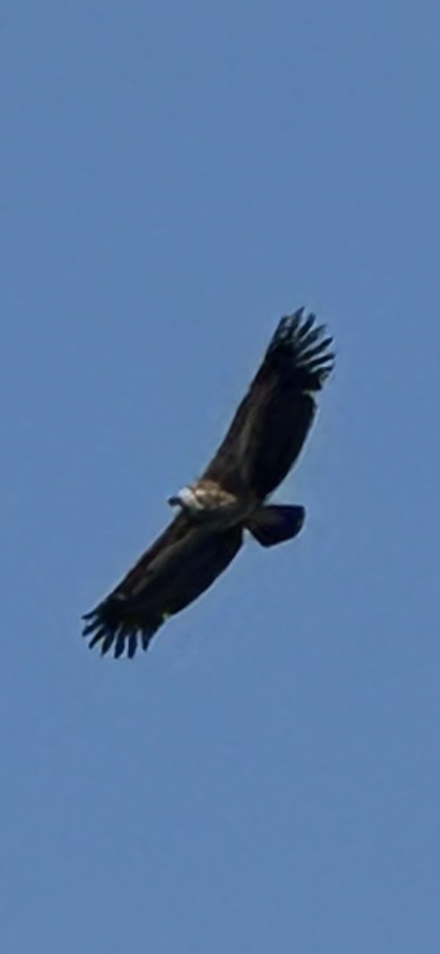 050626gåsmrauff