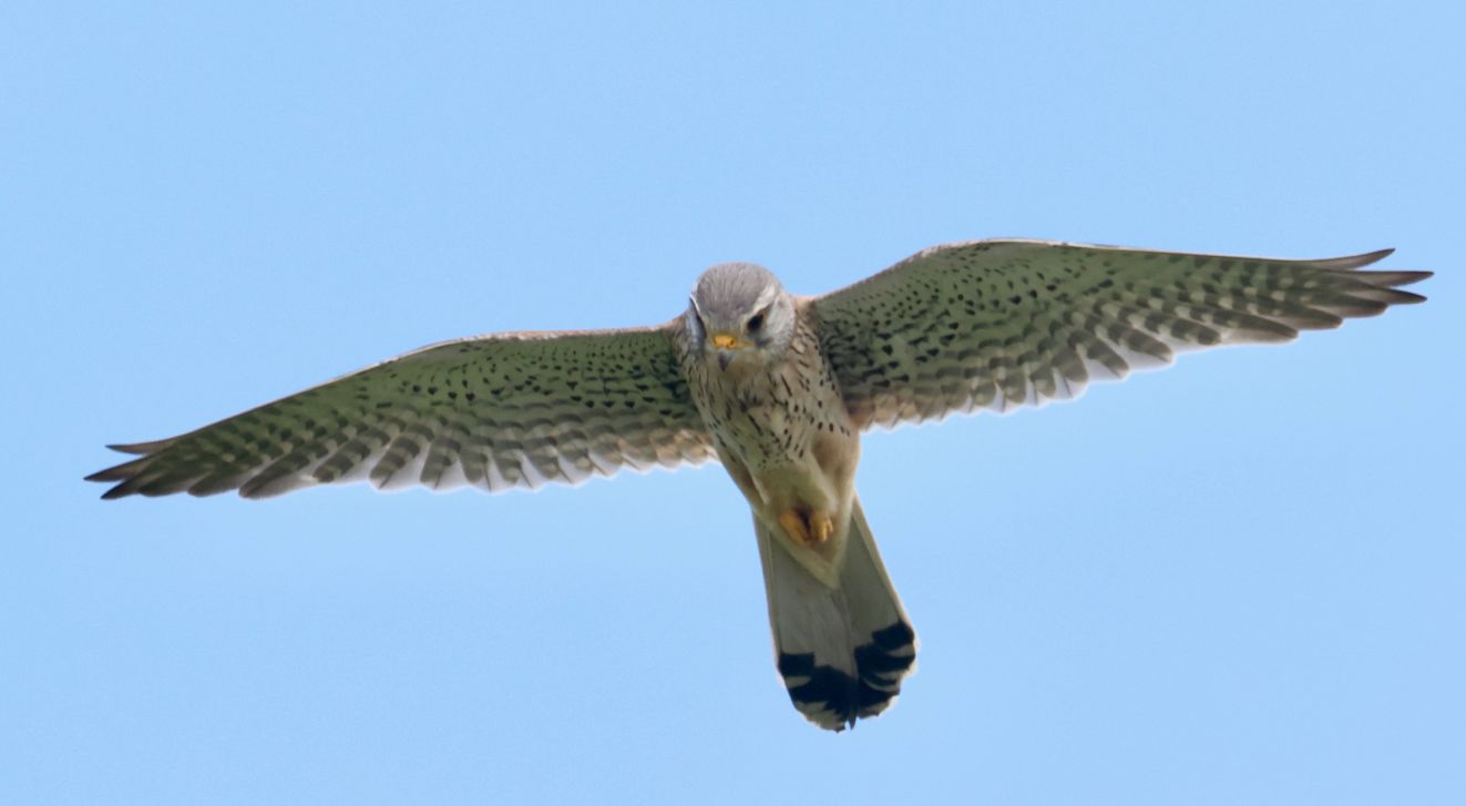 050626tårnmanskovballemalthedrabe