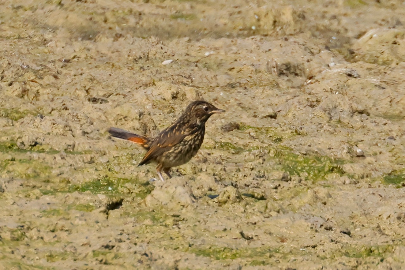 080626 Blhals Vejlen Tsinge Poul V Rasmussen