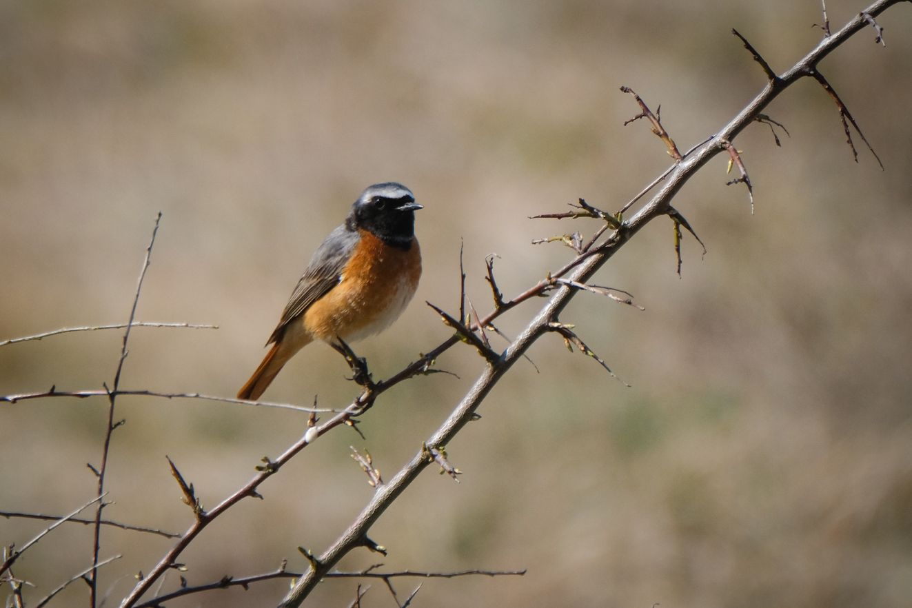 200526rødflyvemra