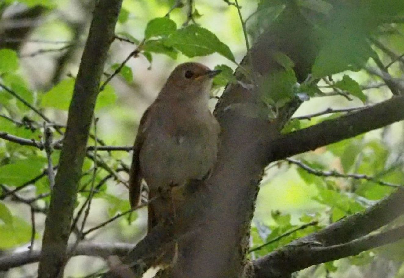 070526natkko