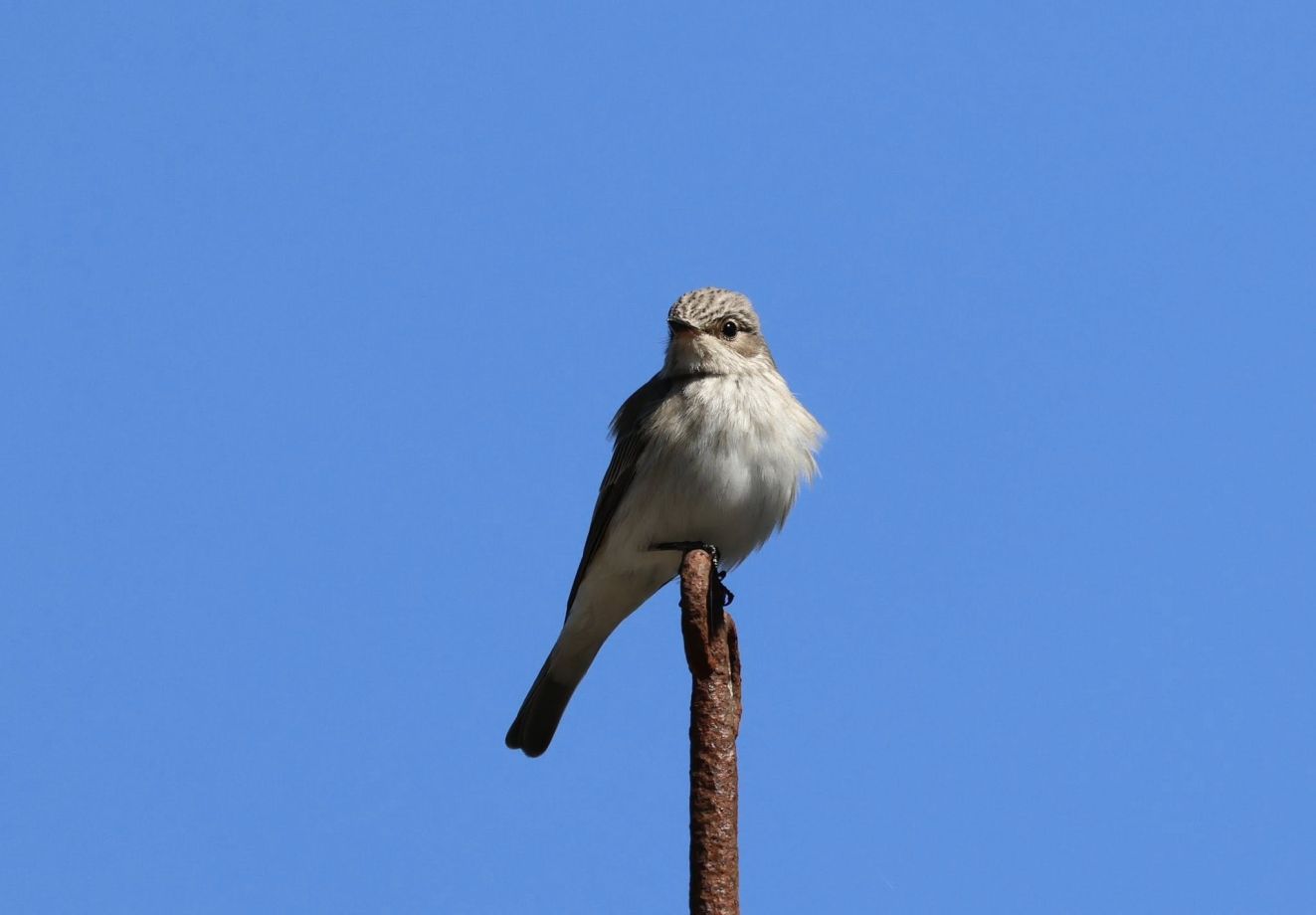130526gråtorsørbækpzo