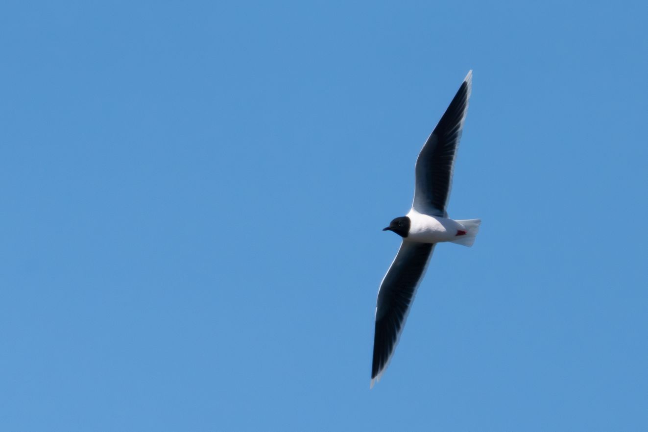 050526dværgnørrelk