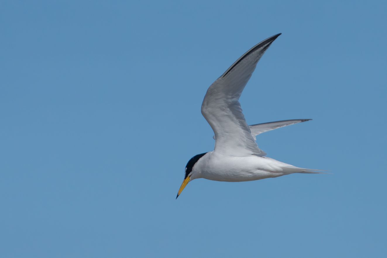 050526dværgtryglk
