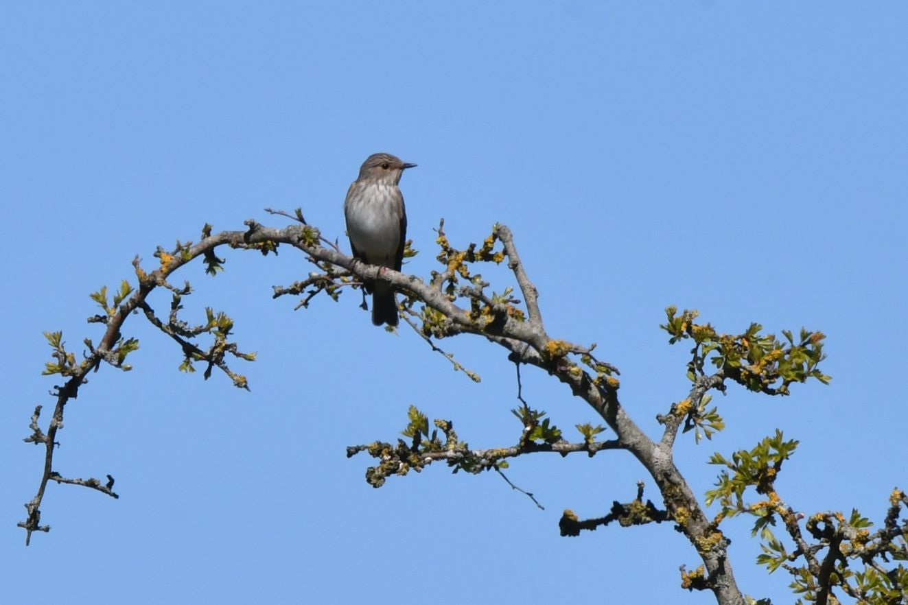 050526gråjøvetsgn