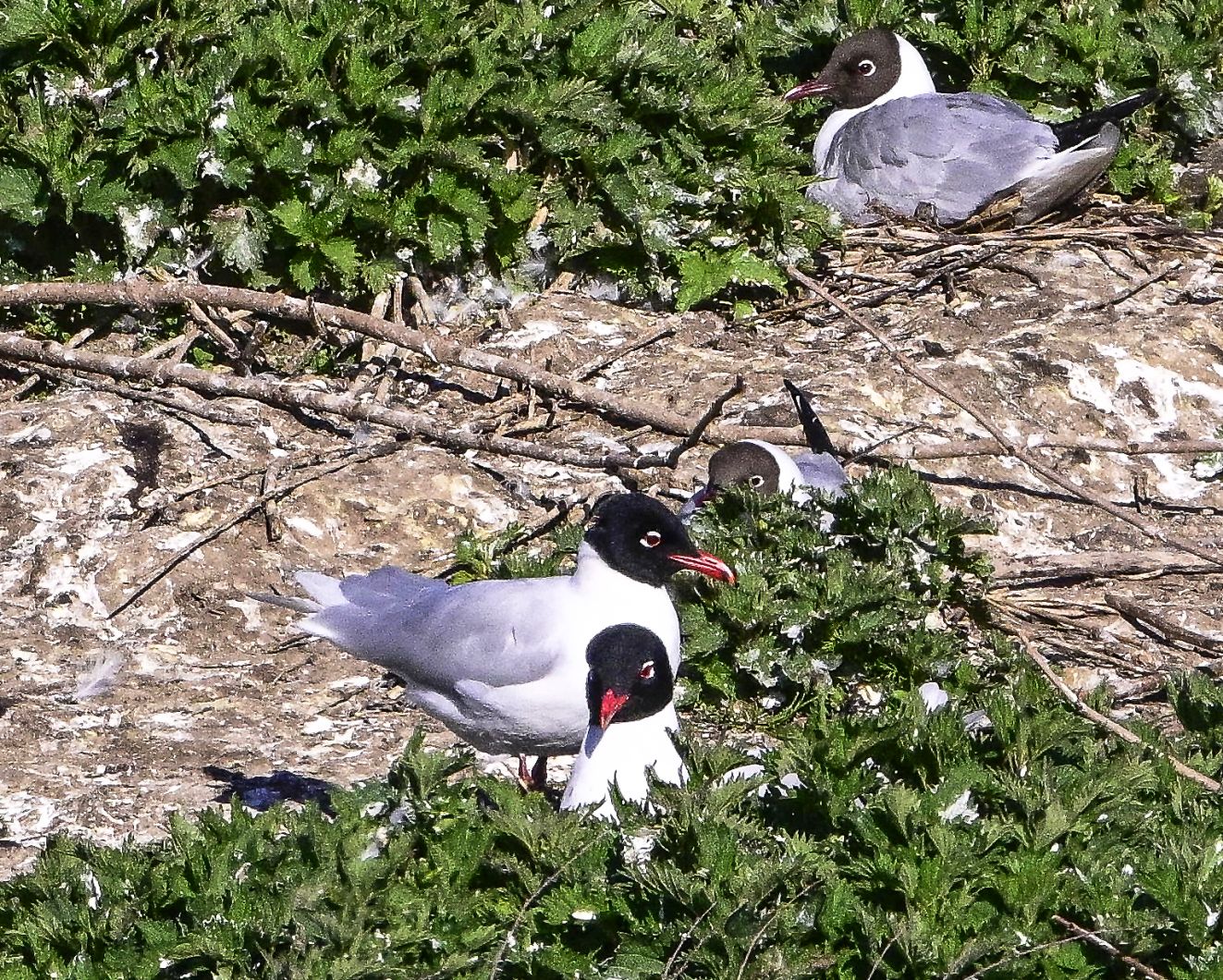 050526shmågetirsbirket