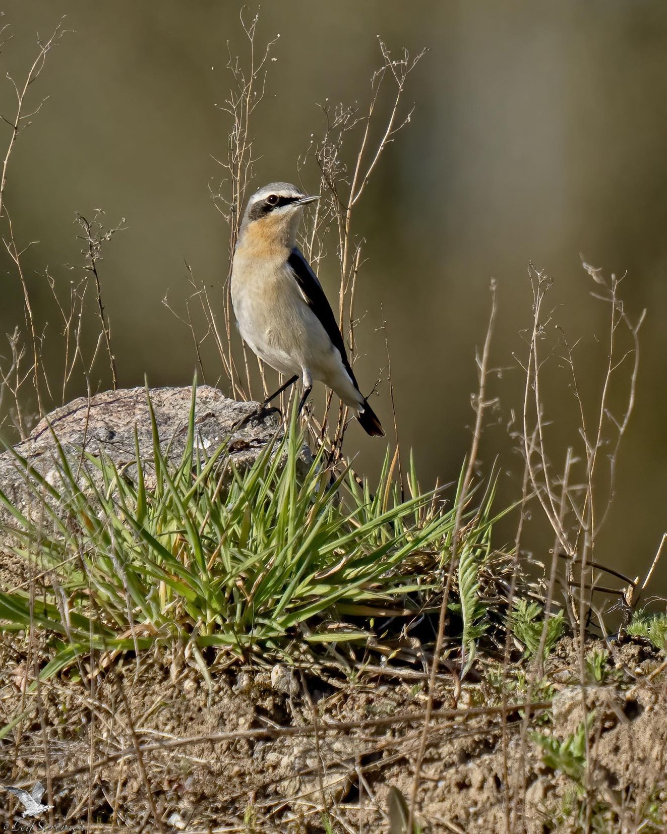 050526stenbrændelørls