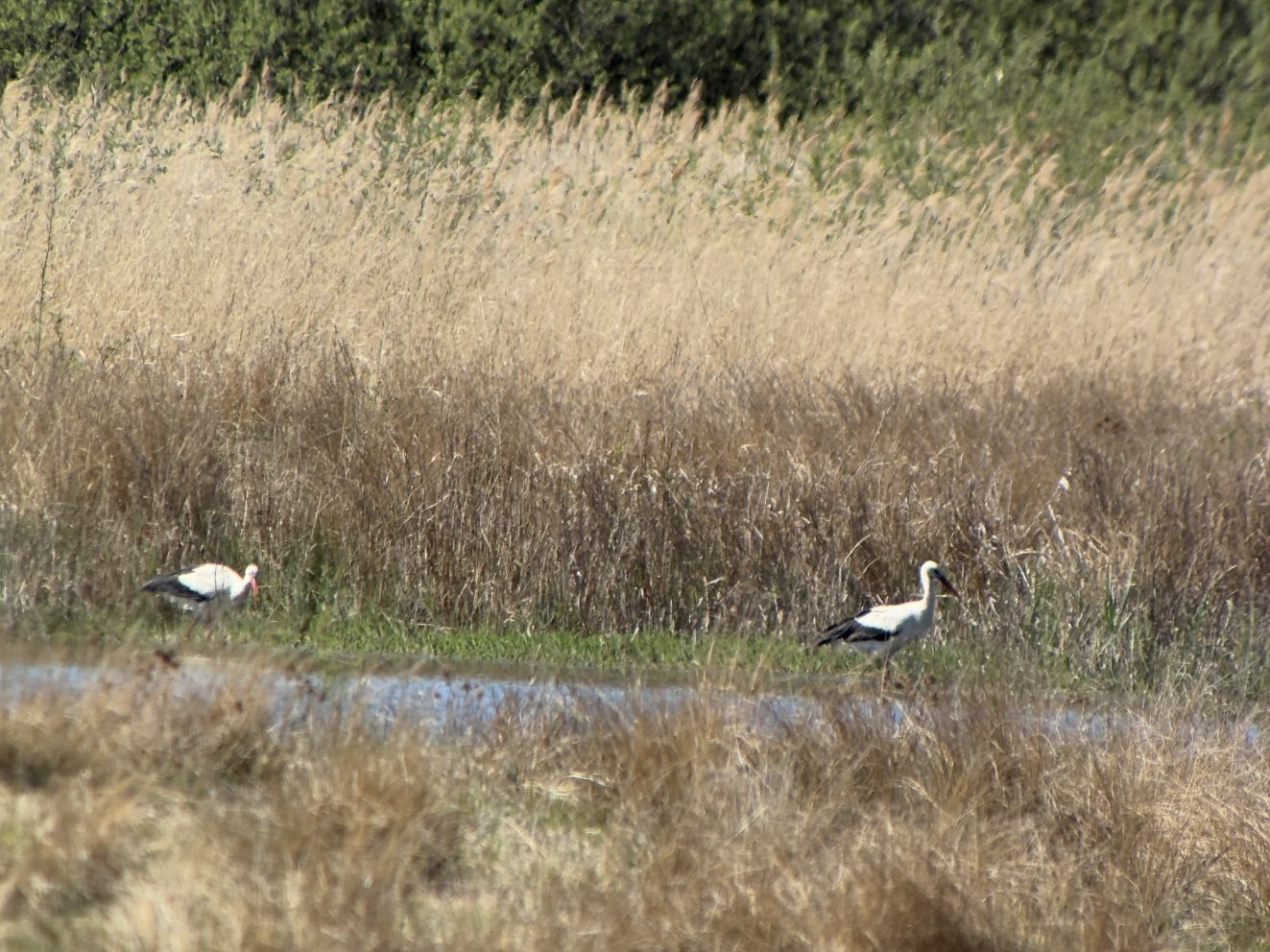 050526storkvitsølørdagmarienielsen