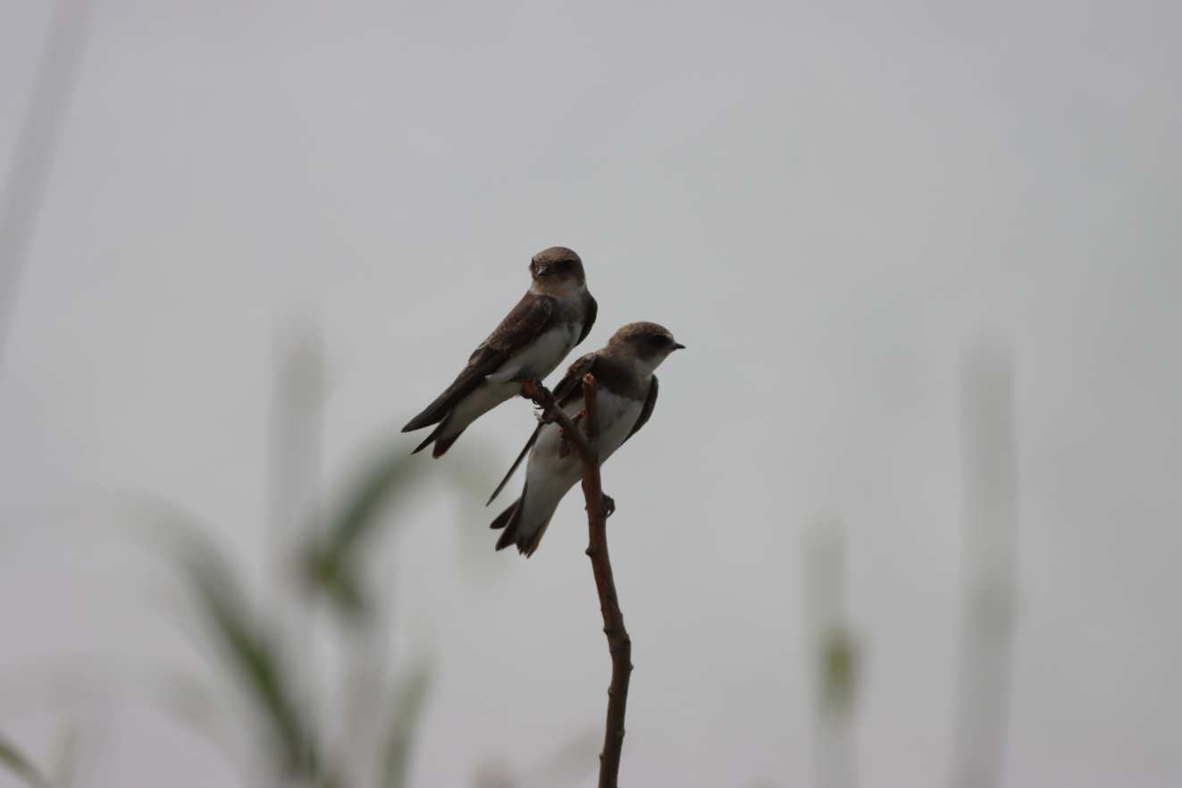 280426 Punkt Digesvale